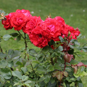 Темно-красная - Роза флорибунда 